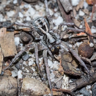 3-4 black triangular blotches on the dorsal side of the abdomen, decreasing in size, are a distinguishing feature of this species