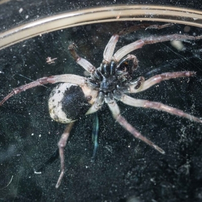 this ventral view shows the large black blotch on the ventral side of the abdomen, a distinguishing feature of this species