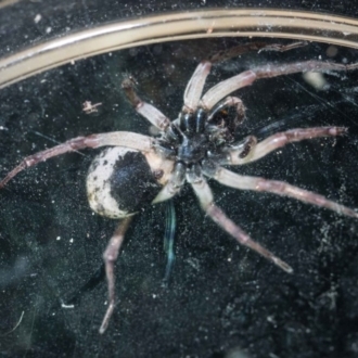 this ventral view shows the large black blotch on the ventral side of the abdomen, a distinguishing feature of this species