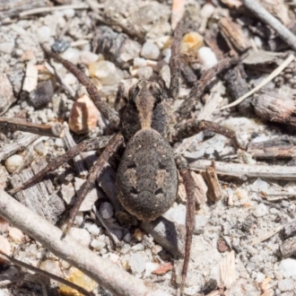 the two pairs of black marks on the abdomen distinguish this from other Venatrix species