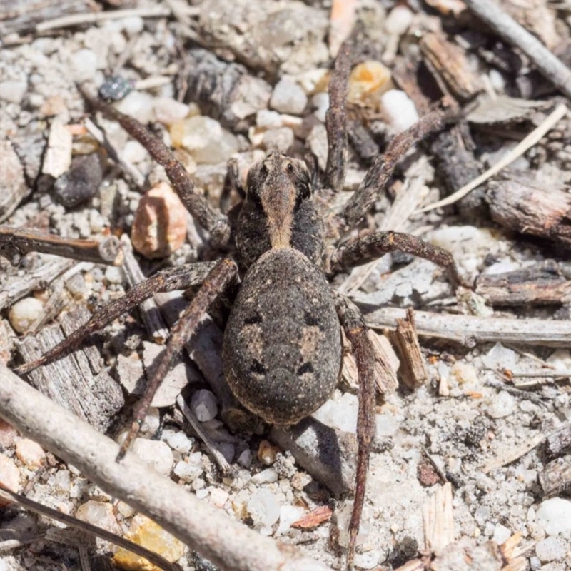 Venatrix australiensis