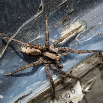 male spider