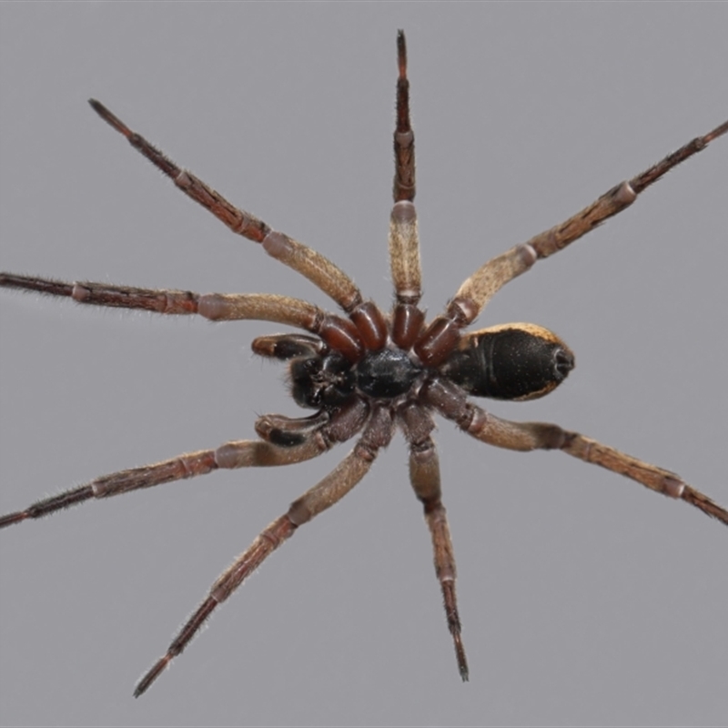 Venatrix sp. (genus)