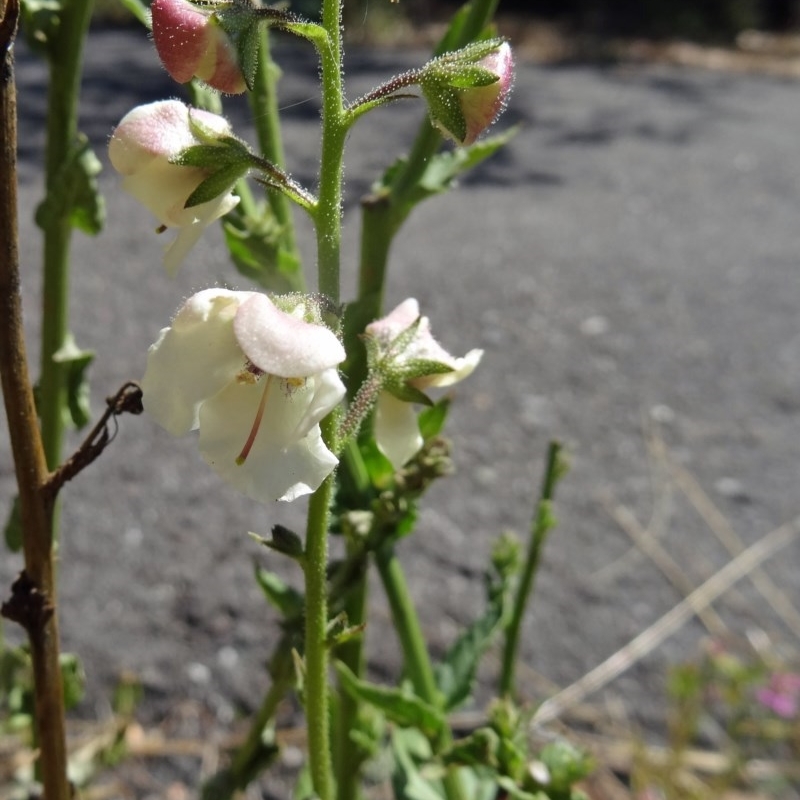 Verbascum blattaria