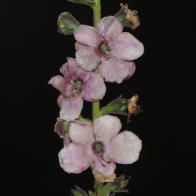 Verbascum sp.