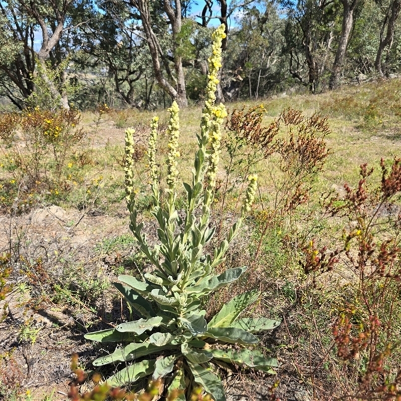 Verbascum thapsus subsp. thapsus