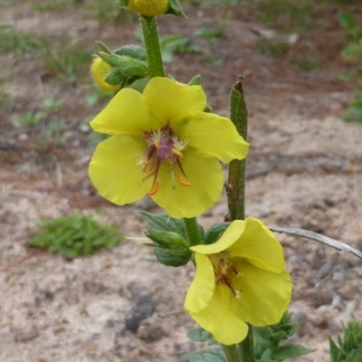 Verbascum virgatum