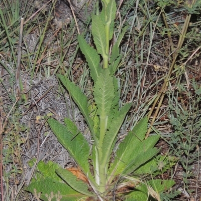 Verbascum virgatum