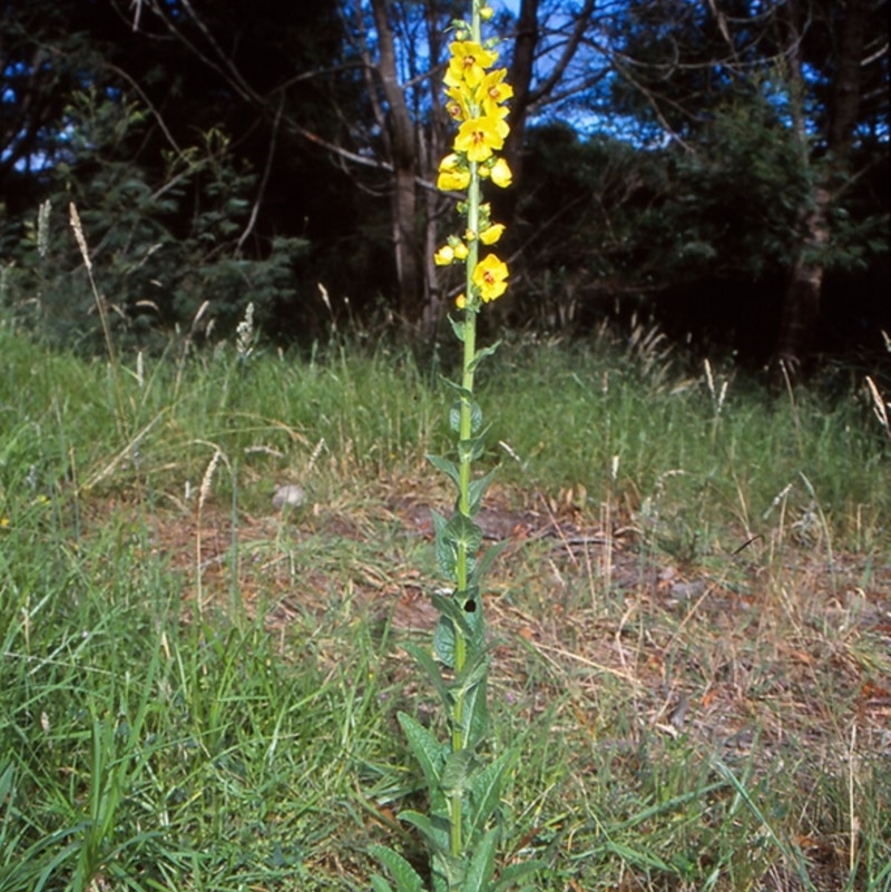 Verbascum virgatum