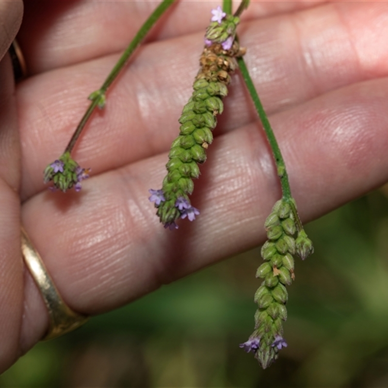 Verbena caracasana