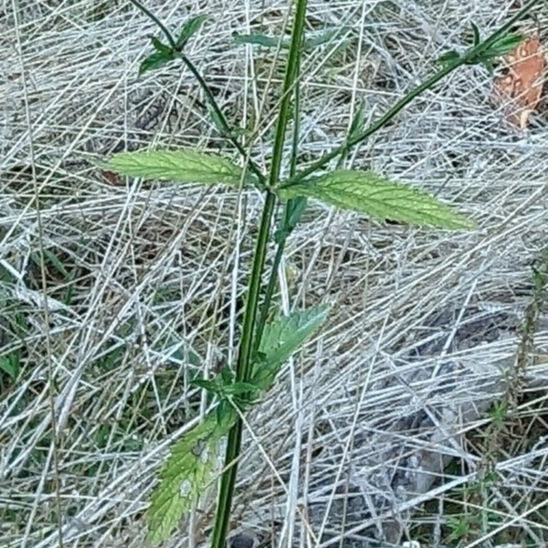 Verbena incompta