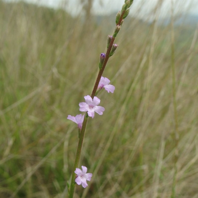 Verbena officinalis