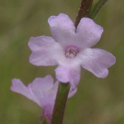 Verbena officinalis