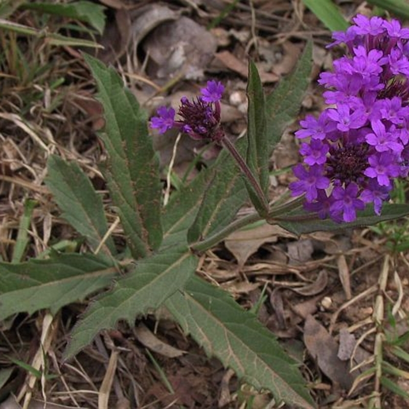 Verbena rigida