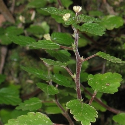 Australina pusilla