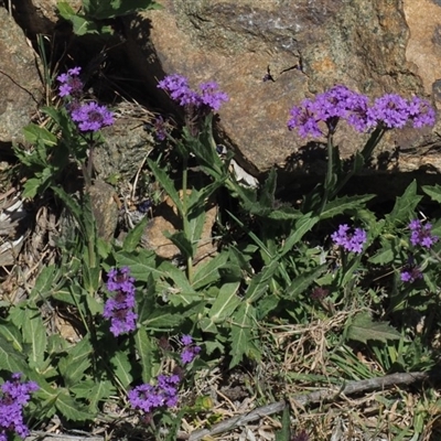 Verbena rigida var. rigida