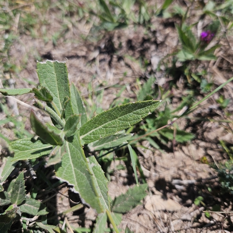 Verbena rigida var. rigida