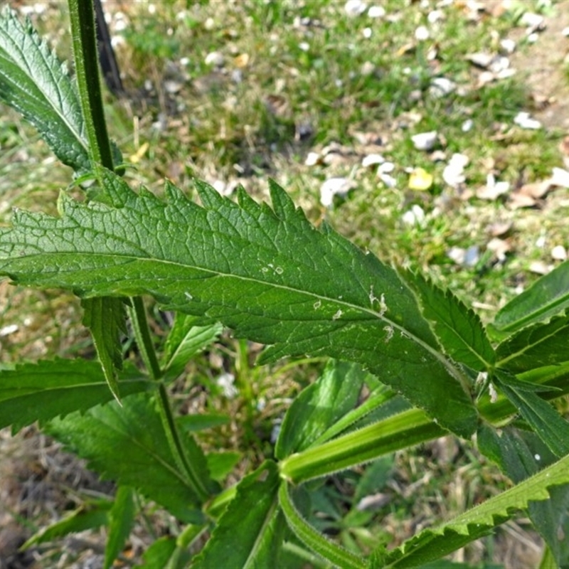 Verbena sp.