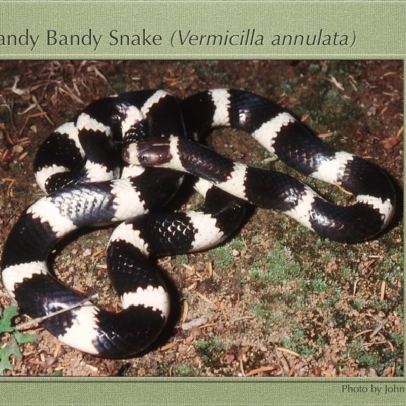 Vermicella annulata