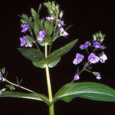 Veronica anagallis-aquatica