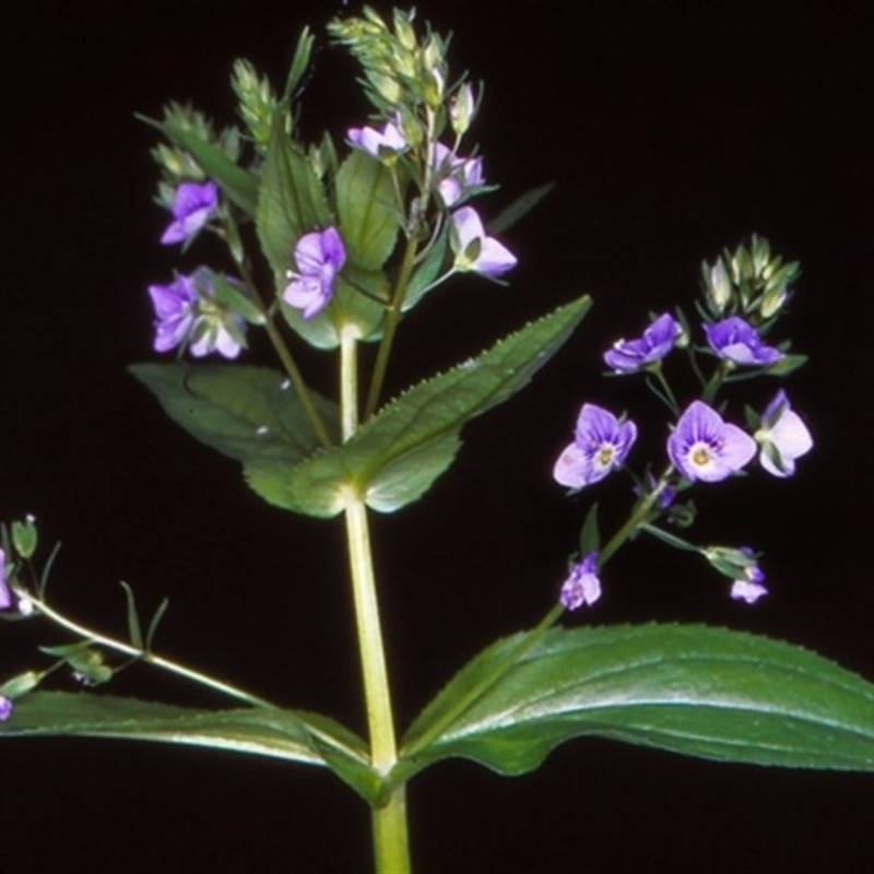 Veronica anagallis-aquatica