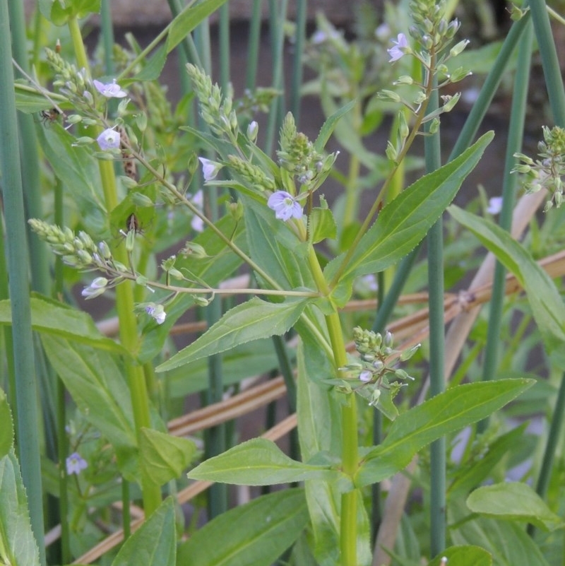 Veronica anagallis-aquatica