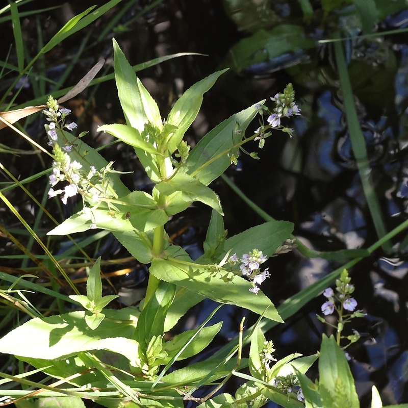 Veronica anagallis-aquatica