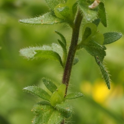 Veronica arvensis