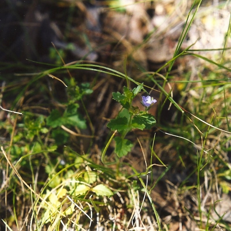 Veronica calycina