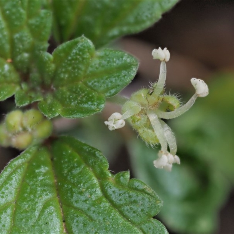 Australina pusilla subsp. muelleri