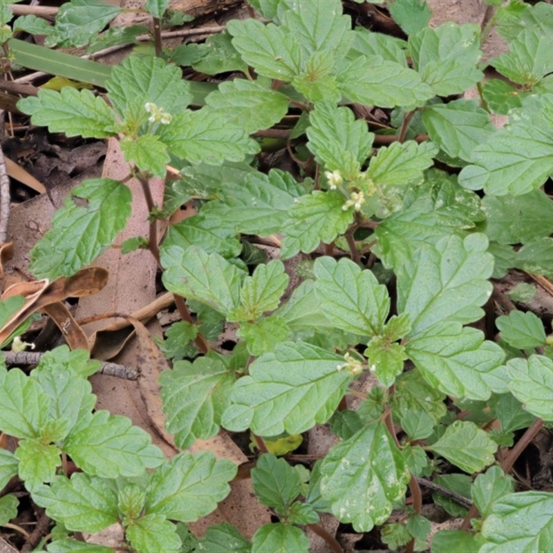 Australina pusilla subsp. muelleri