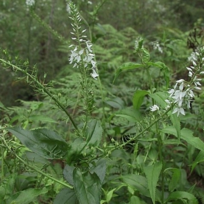 Veronica derwentiana subsp. derwentiana