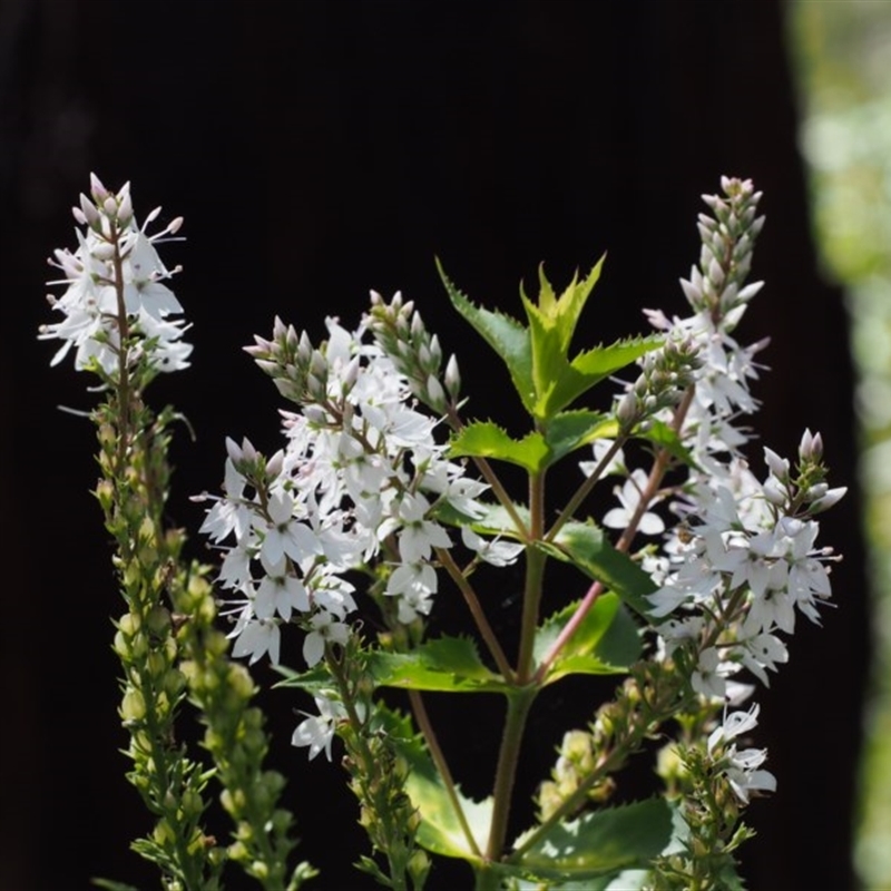 Veronica derwentiana subsp. maideniana