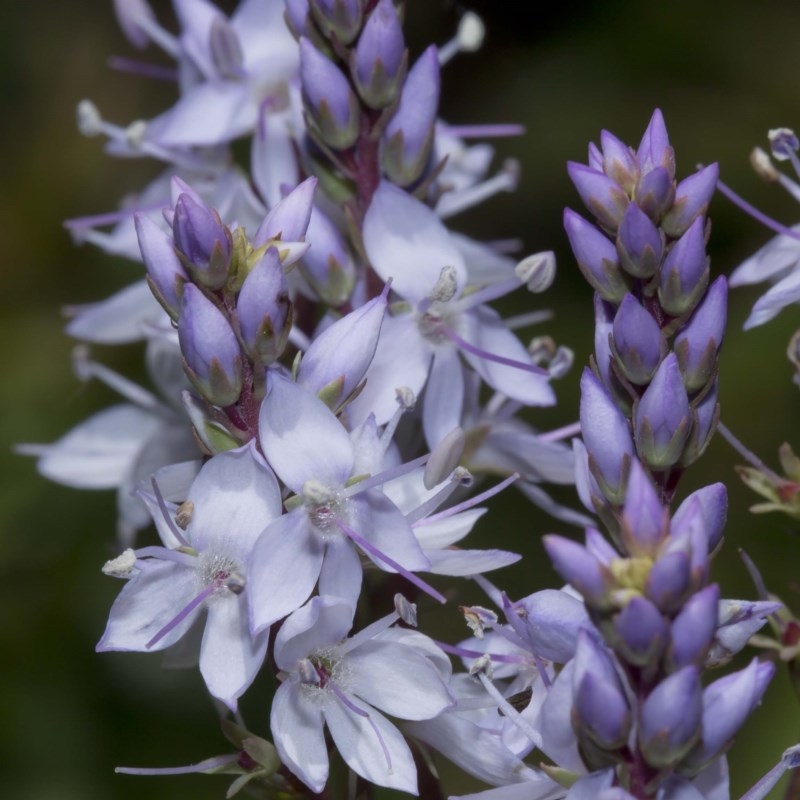 Veronica derwentiana subsp. maideniana