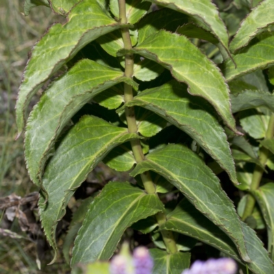 Veronica derwentiana subsp. maideniana