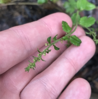 Veronica grosseserrata