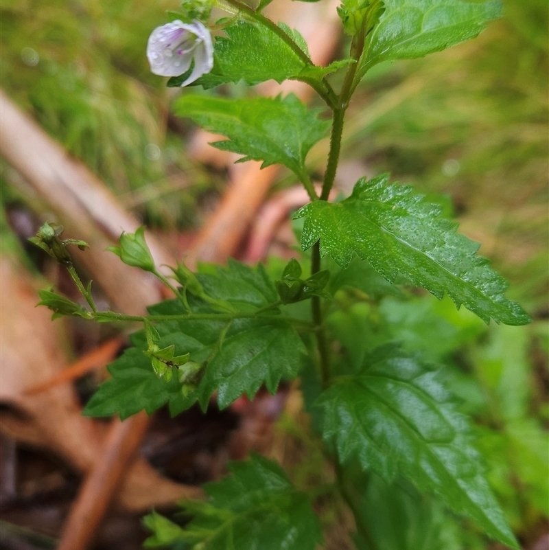 Veronica grosseserrata