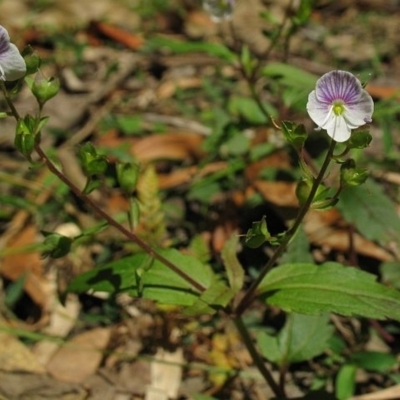 Veronica notabilis