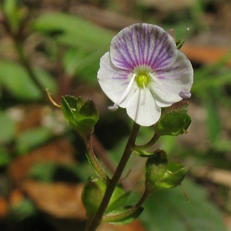 Veronica notabilis