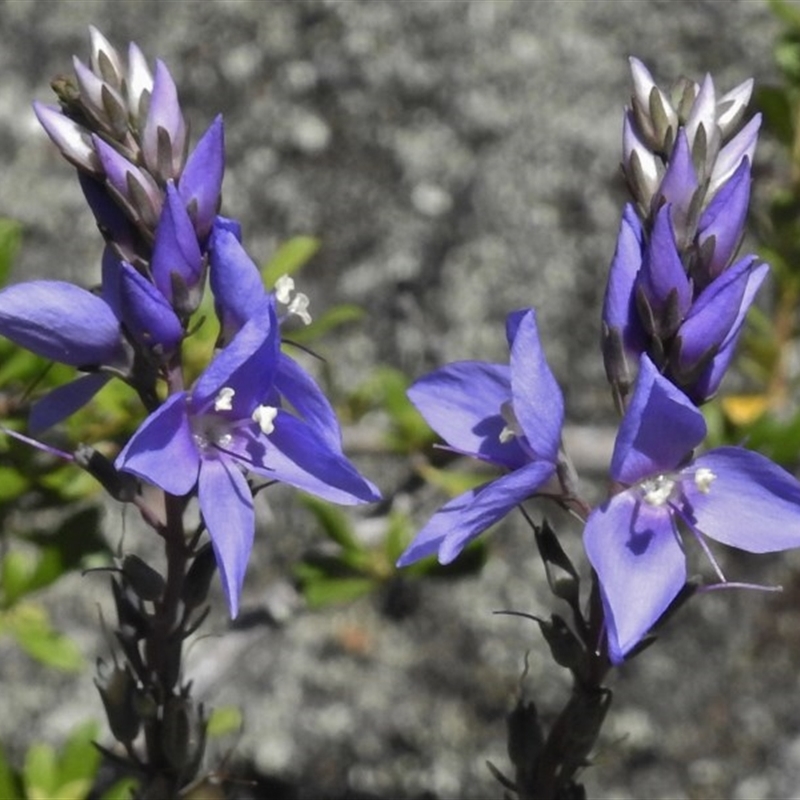 Veronica perfoliata