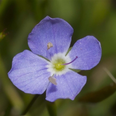 Veronica subtilis