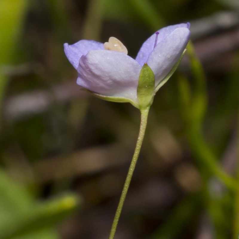 Veronica subtilis