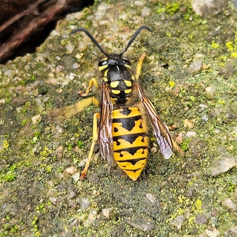 Vespula germanica