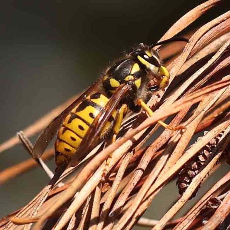 Vespula germanica