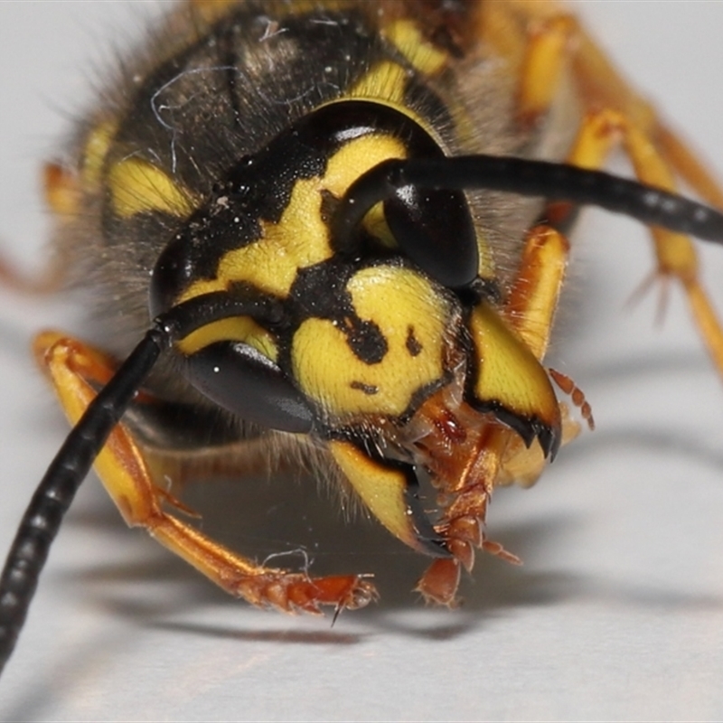 Vespula germanica