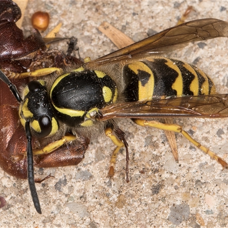 Vespula germanica