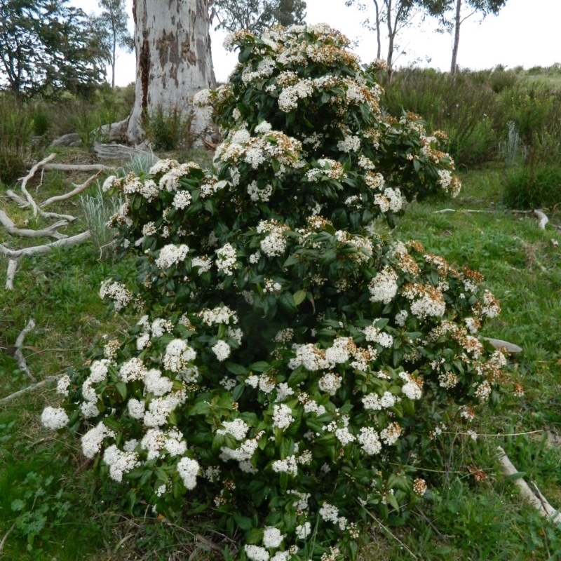 Viburnum tinus