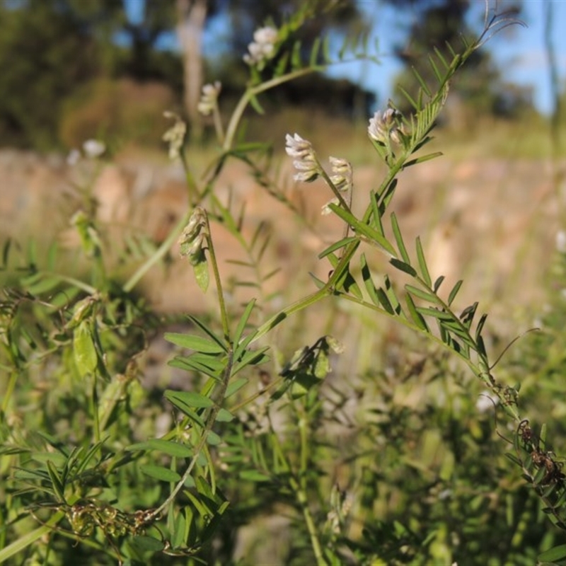 Vicia disperma