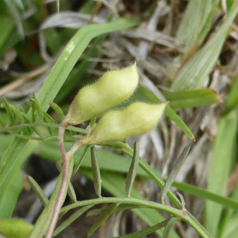 Vicia hirsuta