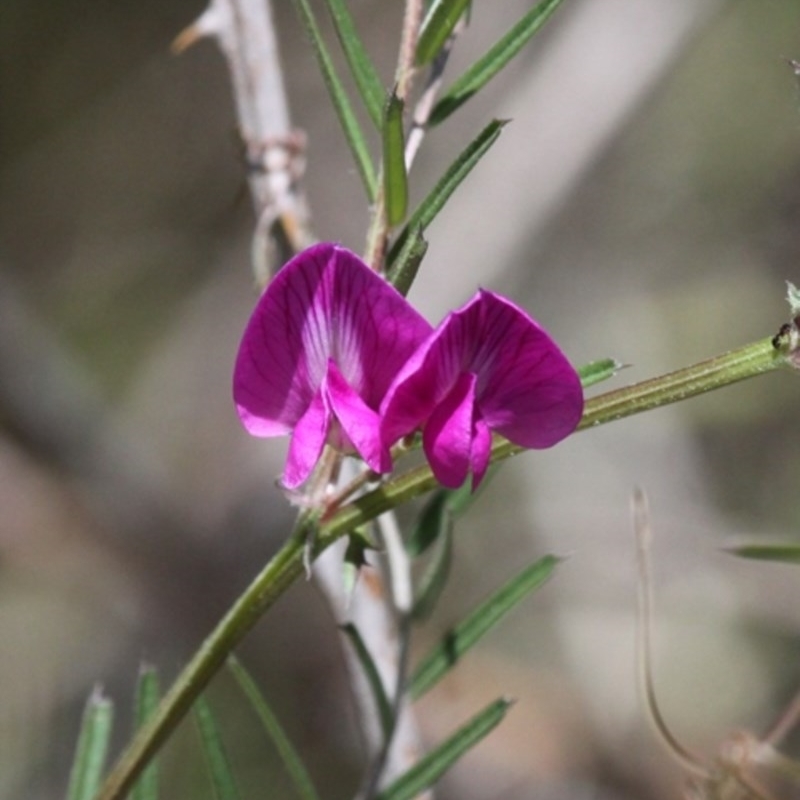 Vicia sativa subsp. nigra